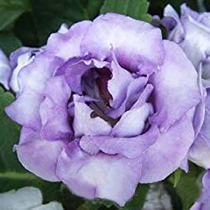 �������(���������) (Eustoma grandiflorum) Rosie Lilac, 5 ��.