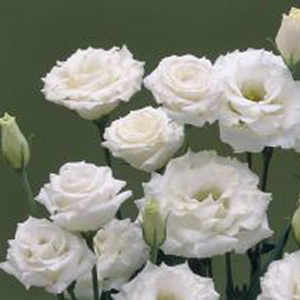 �������(���������) �������� (Eustoma grandiflorum) Croma Silky White, 5 ��. �����