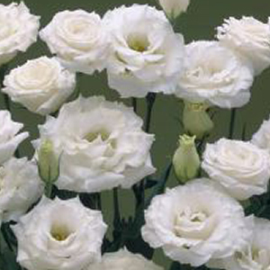 �������(���������) �������� (Eustoma grandiflorum) Croma Silky White, 5 ��. �����