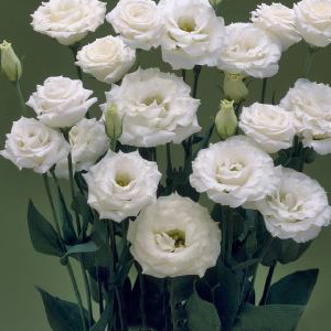 �������(���������) �������� (Eustoma grandiflorum) Croma Silky White, 5 ��. �����