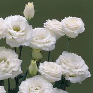 �������(���������) �������� (Eustoma grandiflorum) Croma Silky White, 5 ��. �����