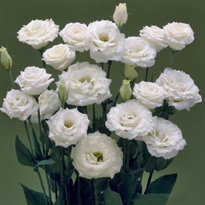 �������(���������) �������� (Eustoma grandiflorum) Croma Silky White, 5 ��. �����