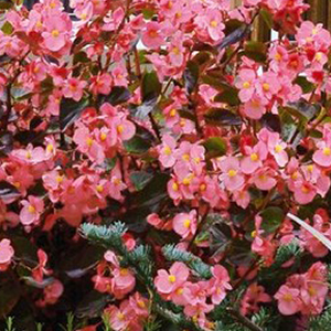 ������� ����������� Big Rose Bronze Leaf (Begonia x benariensis) 1 �� �����