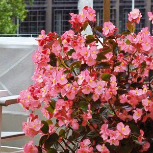 ������� ����������� Big Rose Bronze Leaf (Begonia x benariensis) 1 �� �����