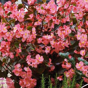 ������� ����������� Big Rose Bronze Leaf (Begonia x benariensis) 1 �� �����