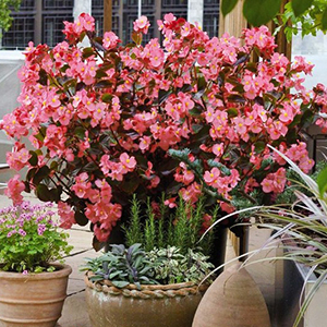 ������� ����������� Big Rose Bronze Leaf (Begonia x benariensis) 1 �� �����