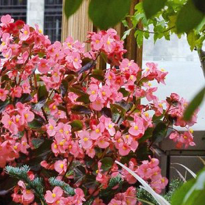 ������� ����������� Big Rose Bronze Leaf (Begonia x benariensis) 1 �� �����
