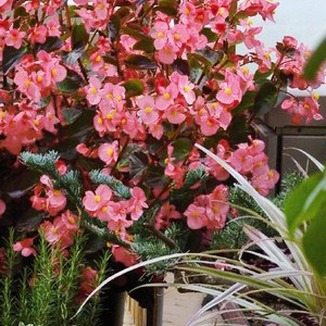 ������� ����������� Big Rose Bronze Leaf (Begonia x benariensis) 1 �� �����