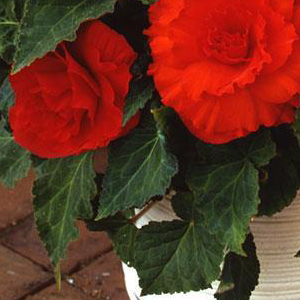 ������� ��������� Amerihybrid Ruffled Scarlet Red (Begonia tuberosa) 1 ��. �����