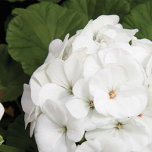 ���������� ��������� Maverick White (Pelargonium hortorum F1)  5 ��. �����