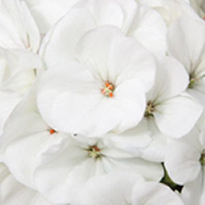 ���������� ��������� Maverick White (Pelargonium hortorum F1)  5 ��. �����