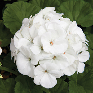���������� ��������� Maverick White (Pelargonium hortorum F1)  5 ��. �����