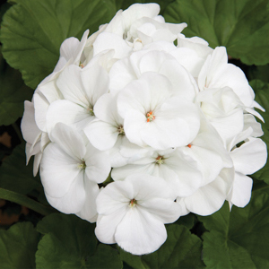 ���������� ��������� Maverick White (Pelargonium hortorum F1)  5 ��. �����