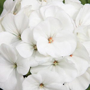 ���������� ��������� Maverick White (Pelargonium hortorum F1)  5 ��. �����