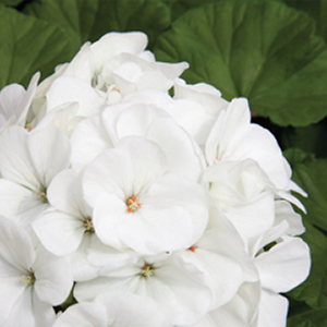 ���������� ��������� Maverick White (Pelargonium hortorum F1)  5 ��. �����