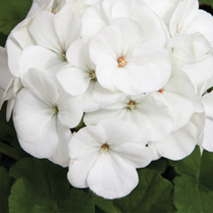 ���������� ��������� Maverick White (Pelargonium hortorum F1)  5 ��. �����