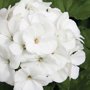 ���������� ��������� Maverick White (Pelargonium hortorum F1)  5 ��. �����