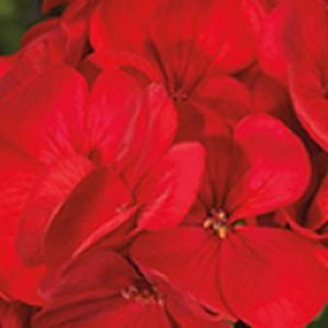 ���������� ��������� Multibloom Red (Pelargonium hortorum F1)  5 ��. ����� 