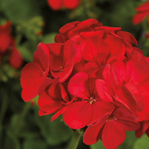 ���������� ��������� Multibloom Red (Pelargonium hortorum F1)  5 ��. ����� 