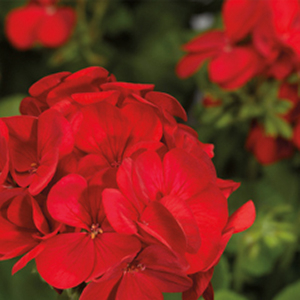 ���������� ��������� Multibloom Red (Pelargonium hortorum F1)  5 ��. ����� 