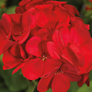 ���������� ��������� Multibloom Red (Pelargonium hortorum F1)  5 ��. ����� 