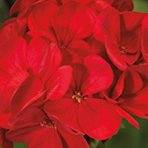 ���������� ��������� Multibloom Red (Pelargonium hortorum F1)  5 ��. ����� 
