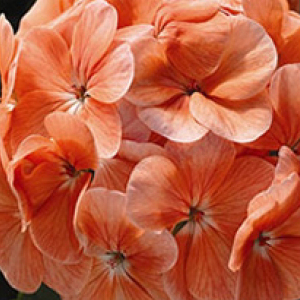 ���������� ��������� Multibloom Salmon (Pelargonium hortorum F1) 5 ��. �����