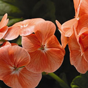 ���������� ��������� Multibloom Salmon (Pelargonium hortorum F1) 5 ��. �����