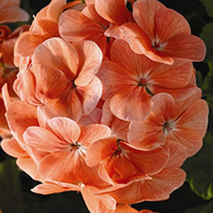 ���������� ��������� Multibloom Salmon (Pelargonium hortorum F1) 5 ��. �����