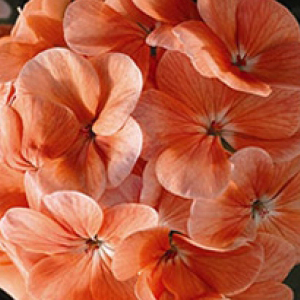 ���������� ��������� Multibloom Salmon (Pelargonium hortorum F1) 5 ��. �����