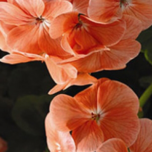 ���������� ��������� Multibloom Salmon (Pelargonium hortorum F1) 5 ��. �����