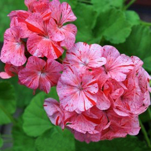 ���������� ��������� Divas Raspberry Ripple (Pelargonium x hortorum) 5 ��. ����� ���������� �����! �������!