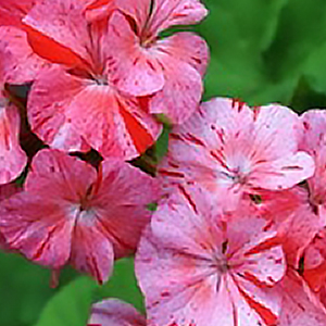 ���������� ��������� Divas Raspberry Ripple (Pelargonium x hortorum) 5 ��. ����� ���������� �����! �������!