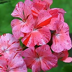 ���������� ��������� Divas Raspberry Ripple (Pelargonium x hortorum) 5 ��. ����� ���������� �����! �������!