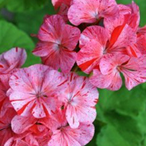 ���������� ��������� Divas Raspberry Ripple (Pelargonium x hortorum) 5 ��. ����� ���������� �����! �������!