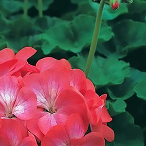 ���������� ��������� Divas Red Picotee (Pelargonium x hortorum)  5 ��. �����