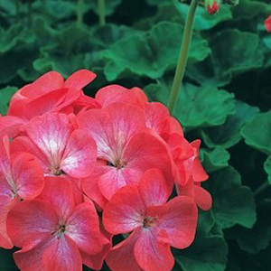 ���������� ��������� Divas Red Picotee (Pelargonium x hortorum)  5 ��. �����