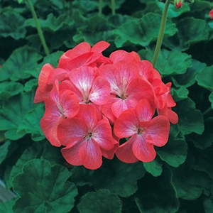 ���������� ��������� Divas Red Picotee (Pelargonium x hortorum)  5 ��. �����