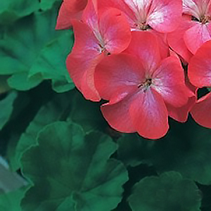 ���������� ��������� Divas Red Picotee (Pelargonium x hortorum)  5 ��. �����