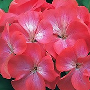 ���������� ��������� Divas Red Picotee (Pelargonium x hortorum)  5 ��. �����