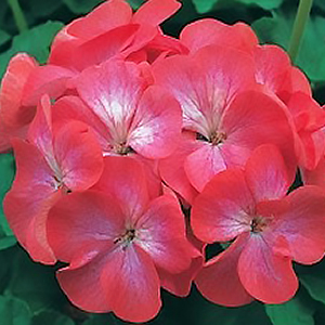 ���������� ��������� Divas Red Picotee (Pelargonium x hortorum)  5 ��. �����