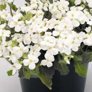 ������ ���������� (Arabis caucasica) Snowfix 10 ��. �����
