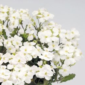 ������ ���������� (Arabis caucasica) Snowfix 10 ��. �����