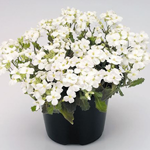 ������ ���������� (Arabis caucasica) Snowfix 10 ��. �����