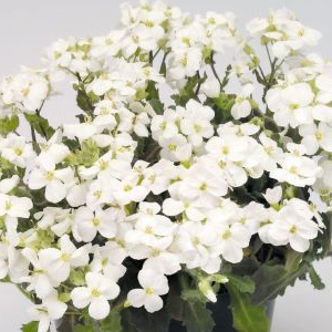 ������ ���������� (Arabis caucasica) Snowfix 10 ��. �����