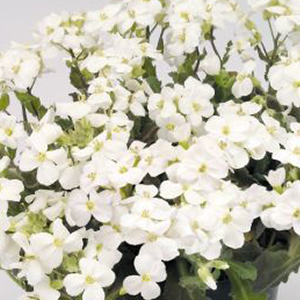 ������ ���������� (Arabis caucasica) Snowfix 10 ��. �����