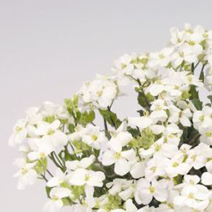 ������ ���������� (Arabis caucasica) Snowfix 10 ��. �����