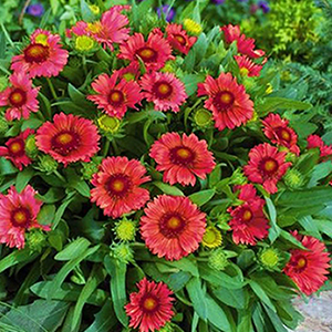 ���������� ��������������� (Gailardia grandiflora) Arizona Red Shades 5 ��. �����