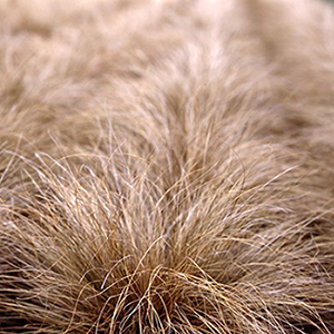 ����� ����������� (Carex comans) Bronze Curls 5 ��. �����.