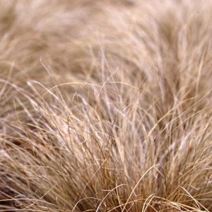 ����� ����������� (Carex comans) Bronze Curls 5 ��. �����.
